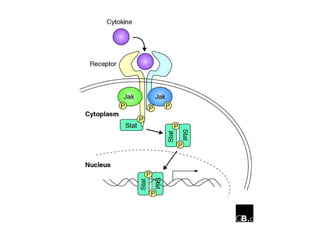 • Ex: Involved in Ig class switching in B Cells
following a response to IL-4 which
phosphorylates STAT6.
• Resistance to v...