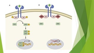 Comprehensive Overview of the JAK-STAT Signaling Pathway and Its ...