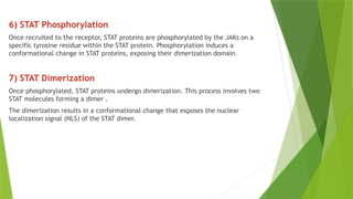 Comprehensive Overview of the JAK-STAT Signaling Pathway and Its ...