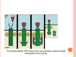 The phosphorylated STAT forms dimer and exposing a signal and gets
transported to the nucleus.
 