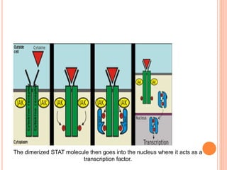The dimerized STAT molecule then goes into the nucleus where it acts as a
transcription factor.
 