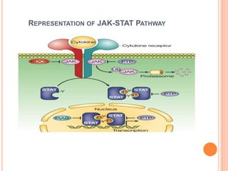 REPRESENTATION OF JAK-STAT PATHWAY
 