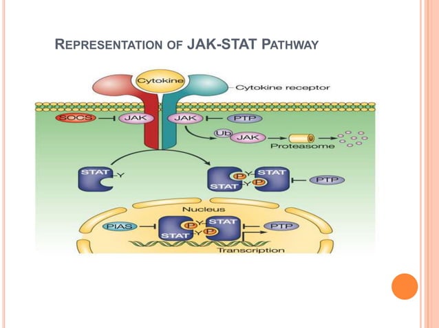 Jak stat signaling pathway | PPT | Endocrine and Metabolic Diseases ...