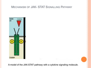 MECHANISM OF JAK- STAT SIGNALLING PATHWAY
A model of the JAK-STAT pathway with a cytokine signaling molecule.
 
