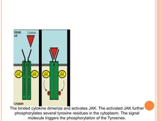 The binded cytokine dimerize and activates JAK. The activated JAK further
phosphorylates several tyrosine residues in the cytoplasm. The signal
molecule triggers the phosphorylation of the Tyrosines.
 