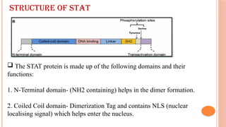 Nls Tag JAK - STAT SIGNALING PATHWAY. pptx | PPTX
