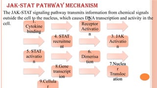JAK - STAT SIGNALING PATHWAY. pptx | PPTX