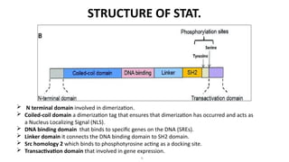 Nls Tag JAK-STAT signaling pathway by Group 3 CORRECTED.pptx