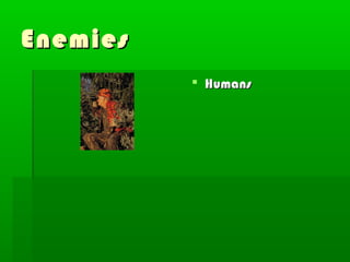 Enemies
           Humans
 