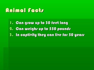 Animal Facts

 1. Can grow up to 30 feet long
 2. Can weighs up to 550 pounds
 3. In captivity they can live for 50 years
 