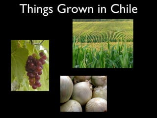 Things Grown in Chile
 