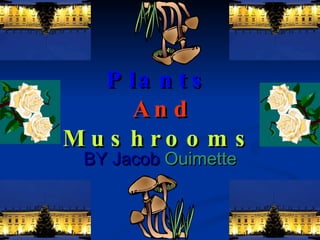 Plants   And Mushrooms BY Jacob   Ouimette 
