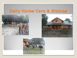 Daily Horse Care & Stables
 