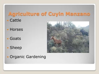 Agriculture of Cuyin Manzano
   Cattle

   Horses

   Goats

   Sheep

   Organic Gardening
 