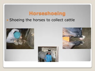 Horseshoeing
   Shoeing the horses to collect cattle
 