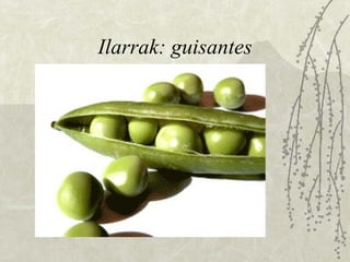 Ilarrak: guisantes 