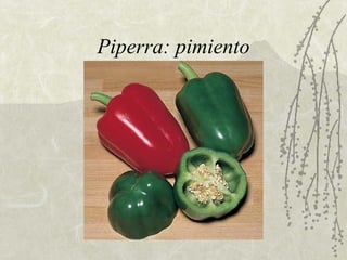 Piperra: pimiento 