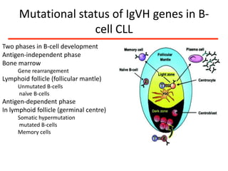 Complete result of the immunophenotypingKappa-monoclonalityCells are positive for CD19+, CD20+, CD5+, CD23+Negative or dim positive forsIgM dim, CD79b-, FMC7-, CD10-, CD103- Immunophenotypic conclusionMature B-cell neoplasm, Type B-CLLCLL score (matutes score) 5/5