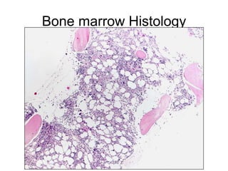 Mutational status of IgVH genes in B-cell CLLTwo phases in B-cell developmentAntigen-independent phaseBone marrowGene rearrangementLymphoid follicle (follicular mantle)Unmutated B-cells naïve B-cellsAntigen-dependent phaseIn lymphoid follicle (germinal centre)Somatic hypermutation mutated B-cellsMemory cells