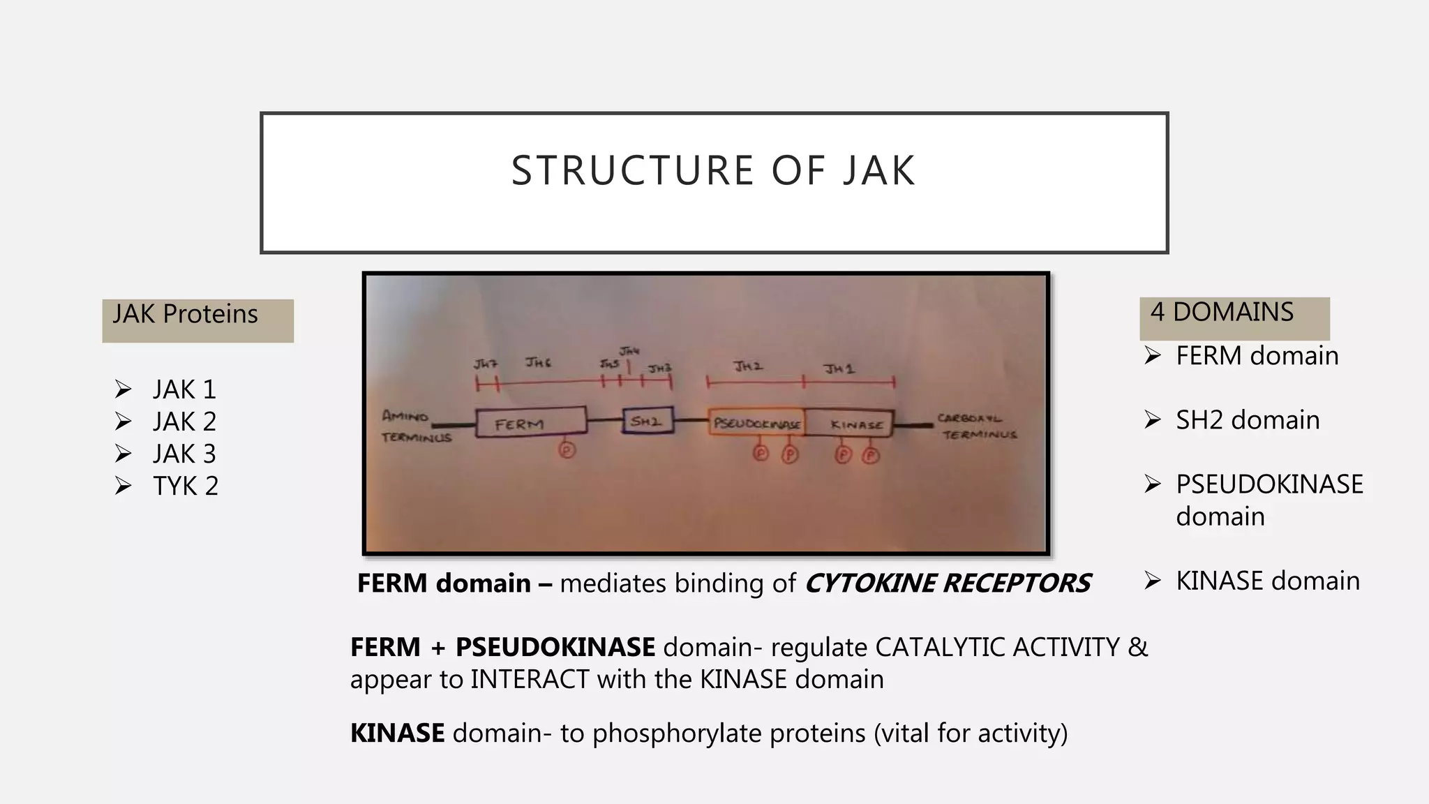 STRUCTURE OF JAK
JAK Proteins
 JAK 1
 JAK 2
 JAK 3
 TYK 2
4 DOMAINS
 FERM domain
 SH2 domain
 PSEUDOKINASE
domain
 KINASE domain
FERM domain – mediates binding of CYTOKINE RECEPTORS
FERM + PSEUDOKINASE domain- regulate CATALYTIC ACTIVITY &
appear to INTERACT with the KINASE domain
KINASE domain- to phosphorylate proteins (vital for activity)
 