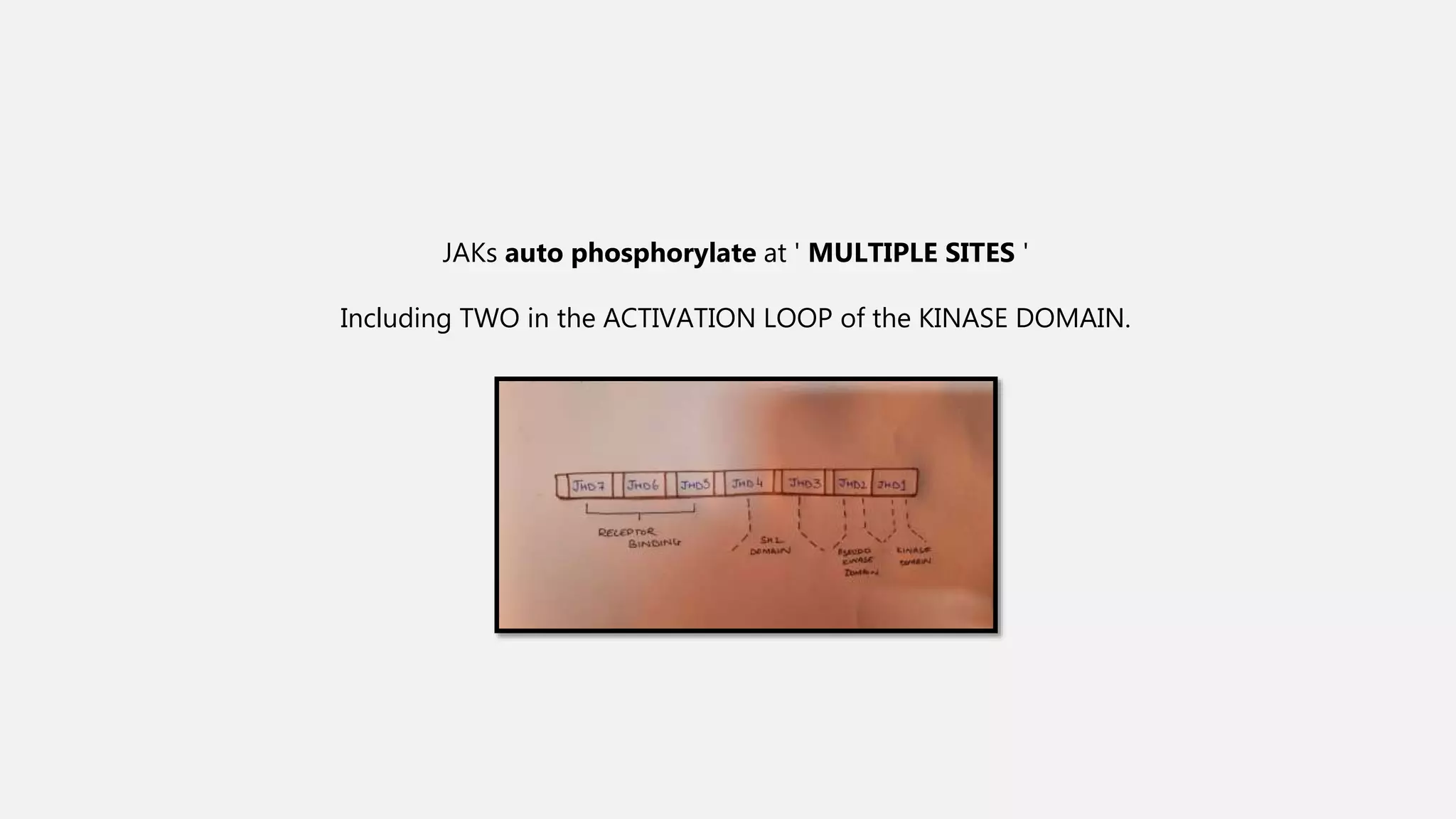 JAKs auto phosphorylate at ' MULTIPLE SITES '
Including TWO in the ACTIVATION LOOP of the KINASE DOMAIN.
 