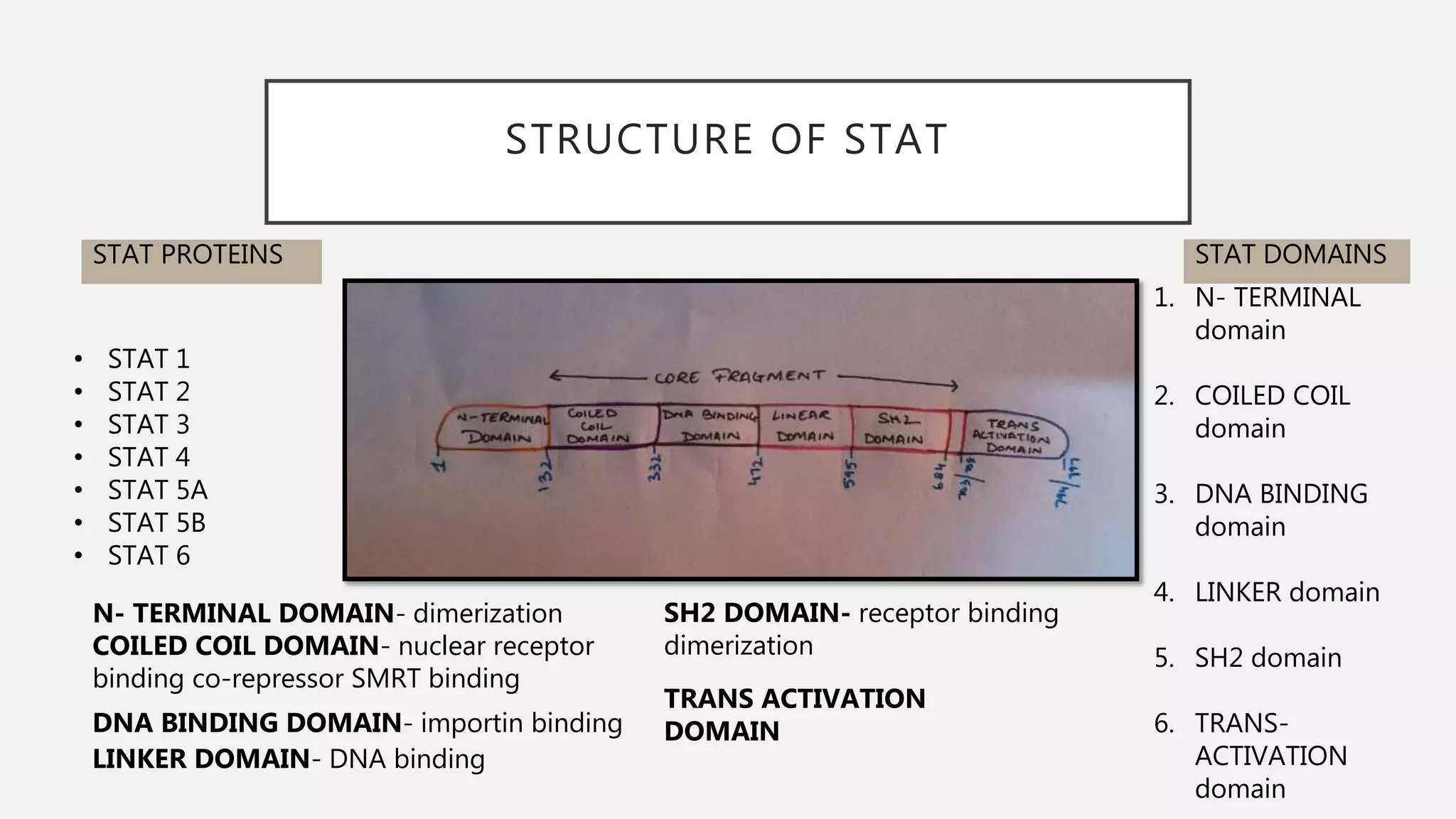 STRUCTURE OF STAT
STAT PROTEINS STAT DOMAINS
• STAT 1
• STAT 2
• STAT 3
• STAT 4
• STAT 5A
• STAT 5B
• STAT 6
1. N- TERMINAL
domain
2. COILED COIL
domain
3. DNA BINDING
domain
4. LINKER domain
5. SH2 domain
6. TRANS-
ACTIVATION
domain
N- TERMINAL DOMAIN- dimerization
COILED COIL DOMAIN- nuclear receptor
binding co-repressor SMRT binding
DNA BINDING DOMAIN- importin binding
LINKER DOMAIN- DNA binding
SH2 DOMAIN- receptor binding
dimerization
TRANS ACTIVATION
DOMAIN
 