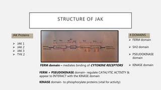 Jak stat pathway | PPT