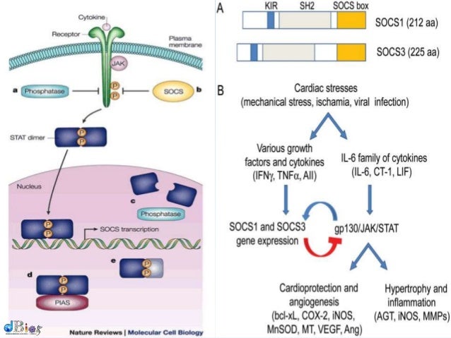 jak stat pathway