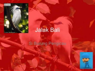 Jalak Bali

Si Burung Pengicau
 