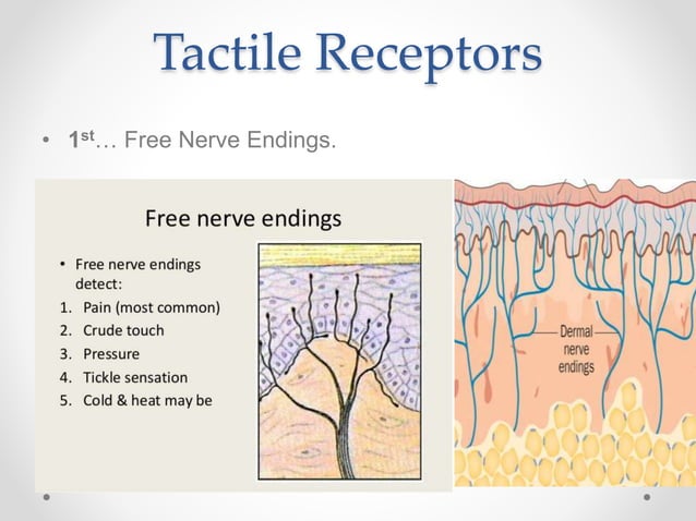 Tactile Sensation Biology Diagrams