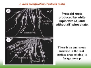 1. Root modification (Proteoid roots)
Proteoid roots
produced by white
lupin with (A) and
without (B) phosphate.
There is an enormous
increase in the root
surface area helping to
forage more p
 