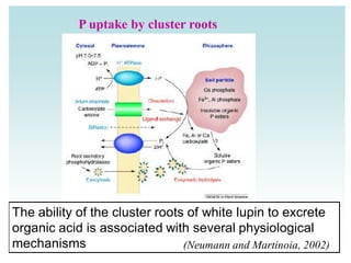 P uptake by cluster roots
The ability of the cluster roots of white lupin to excrete
organic acid is associated with several physiological
mechanisms (Neumann and Martinoia, 2002)
 