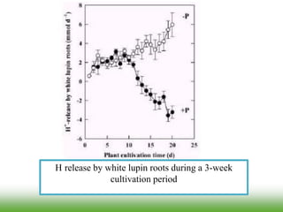 H release by white lupin roots during a 3-week
cultivation period
 