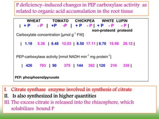 WHEAT TOMATO CHICKPEA WHITE LUPIN
| + P - P | +P -P | + P - P | + P - P - P |
non-proteoid proteoid
Carboxylate concentration [µmol g-1
FW]
| 1.18 5.38 | 8.48 12.03 | 8.50 17.11 | 8.70 15.98 28.12 |
PEP-carboxylase activity [nmol NADH min-1
mg protein-1
]
| 426 703 | 90 375 | 144 302 | 120 210 330 |
P deficiency-induced changes in PEP carboxylase activity as
related to organic acid accumulation in the root tissue
I. Citrate synthase enzyme involved in synthesis of citrate
II. Is also synthesized in higher quantities
III. The excess citrate is released into the rhizosphere, which
solubilizes bound P
PEP: phosphoenolpyruvate
 