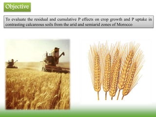 To evaluate the residual and cumulative P effects on crop growth and P uptake in
contrasting calcareous soils from the arid and semiarid zones of Morocco
Objective
 