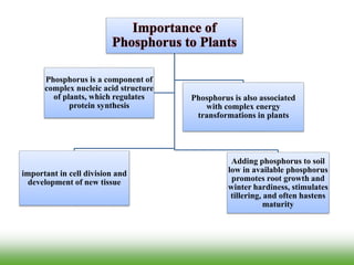 Importance of
Phosphorus to Plants
important in cell division and
development of new tissue
Phosphorus is also associated
with complex energy
transformations in plants
Adding phosphorus to soil
low in available phosphorus
promotes root growth and
winter hardiness, stimulates
tillering, and often hastens
maturity
Phosphorus is a component of
complex nucleic acid structure
of plants, which regulates
protein synthesis
 