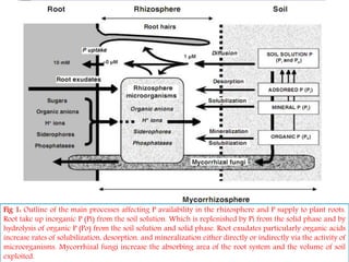 Fig 1: Outline of the main processes affecting P availability in the rhizosphere and P supply to plant roots.
Root take up inorganic P (Pi) from the soil solution. Which is replenished by Pi from the solid phase and by
hydrolysis of organic P (Po) from the soil solution and solid phase. Root exudates particularly organic acids
increase rates of solubilization, desorption. and mineralization either directly or indirectly via the activity of
microorganisms. Mycorrhizal fungi increase the absorbing area of the root system and the volume of soil
exploited.
 