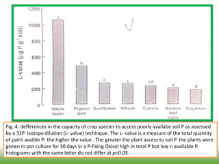 Fig. 4: defferences in the capacity of crop species to access poorly availabe soil P as assessed
by a 32P isotope dilution (L- value) techinque. The L- value is a measure of the total quantity
of palnt avaible P: the higher the value . The greater the plant access to soil P. the plants were
grown in pot culture for 30 days in a P-fixing Oxisol high in total P but low n available P.
histograms with the same letter do not differ at p=0.05.
 