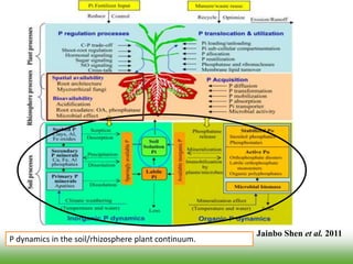 P dynamics in the soil/rhizosphere plant continuum.
Jainbo Shen et al. 2011
 