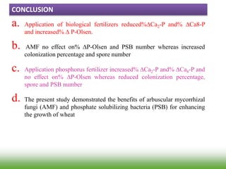 a. Application of biological fertilizers reduced%∆Ca2-P and% ∆Ca8-P
and increased% ∆ P-Olsen.
b. AMF no effect on% ∆P-Olsen and PSB number whereas increased
colonization percentage and spore number
c. Application phosphorus fertilizer increased% ∆Ca2-P and% ∆Ca8-P and
no effect on% ∆P-Olsen whereas reduced colonization percentage,
spore and PSB number
d. The present study demonstrated the benefits of arbuscular mycorrhizal
fungi (AMF) and phosphate solubilizing bacteria (PSB) for enhancing
the growth of wheat
CONCLUSION
 