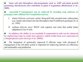 Some soil and rhizosphere microorganisms such as AMF and plant growth
promoting rhizobacteria also contribute to plant P acquisition (Richardson et al.,
2009).
successful P management can be achieved by breeding crop cultivars or
genotypes more efficient for P acquisition and use.
I. wheat (Triticum aestivum) variety Xiaoyan54 that secreted more carboxylates
(e.g. malate and citrate) into the rhizosphere than P-inefficient genotypes (Li et
al., 1995).
II. soybean (Glycine max) ‘BX10’ with superior root traits that enable better
adaptation to low P soils
In addition, the ability to use insoluble P compounds in soils can be enhanced
by engineering crops to exude more phytase, which results from over expression of
a fungal phytase gene (George et al., 2005b).
The integration of genetically improved P efficient crops with advanced P
management in the soil plant system is important for improving nutrient use efficiency
and sustainable crop production.
 