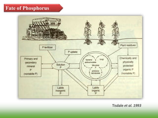 Fate of Phosphorus
Tisdale et al. 1993
 