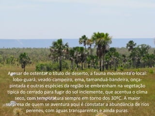 Apesar de ostentar o título de deserto, a fauna movimenta o local:
lobo-guará, veado-campeiro, ema, tamanduá-bandeira, onça-
pintada e outras espécies da região se embrenham na vegetação
típica do cerrado para fugir do sol inclemente, que acentua o clima
seco, com temperatura sempre em torno dos 30ºC. A maior
surpresa de quem se aventura aqui é constatar a abundância de rios
perenes, com águas transparentes e ainda puras.
 