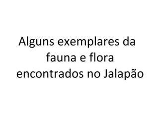 Alguns exemplares da
fauna e flora
encontrados no Jalapão
 