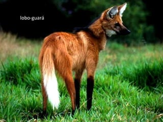 lobo-guará
 