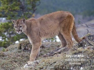suçuarana
maior felino das
Américas
 
