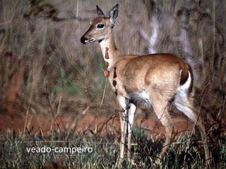 veado-campeiro
 