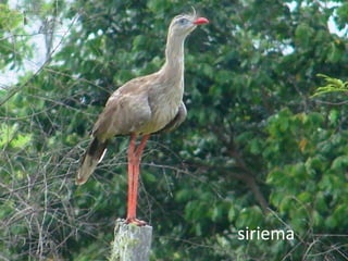 siriema
 