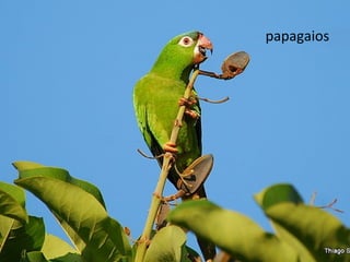 papagaios
 