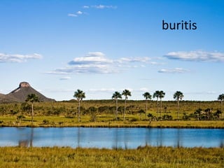buritis
 